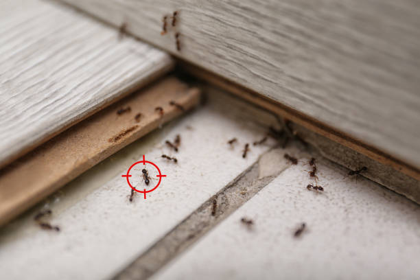 Best Cockroach Control Services  in Bogata, TX