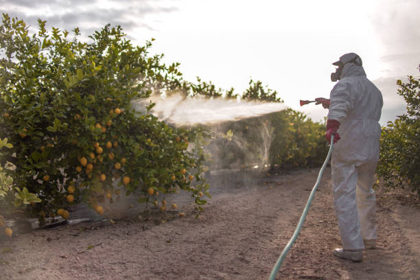 Best Local Pest Control Services  in Bogata, TX