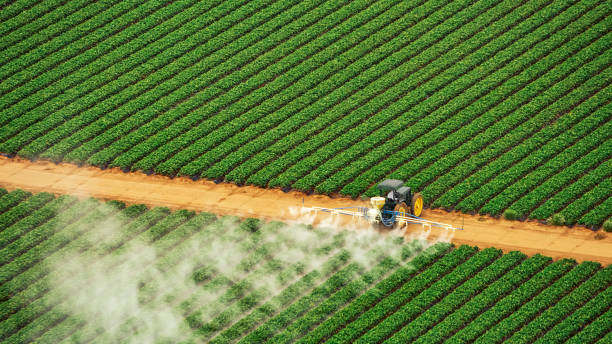 Best Local Pest Control Services  in Bogata, TX