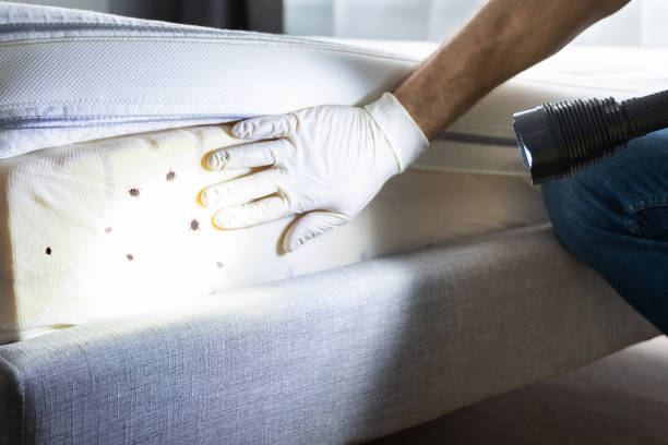 Best Insect Control  in Bogata, TX