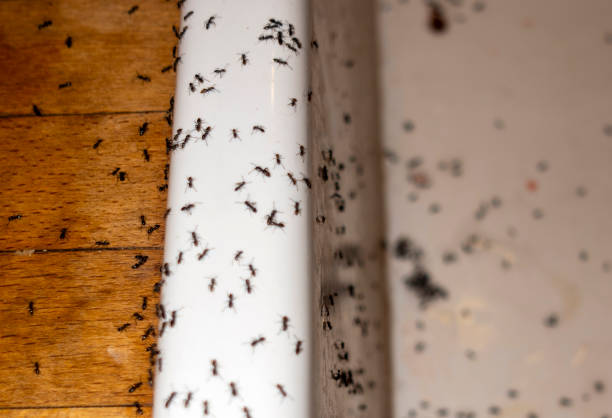 Wasp Removal Services in Bogata, TX